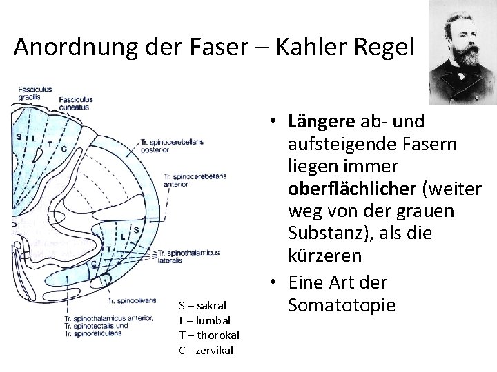 Anordnung der Faser – Kahler Regel S – sakral L – lumbal T –