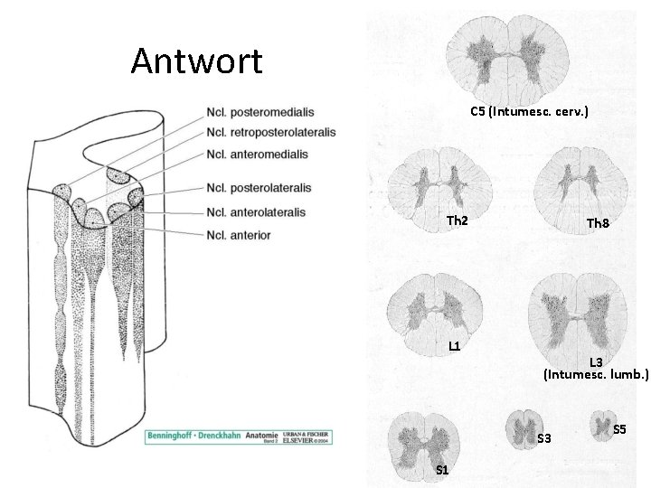 Antwort C 5 (Intumesc. cerv. ) Th 2 L 1 Th 8 L 3