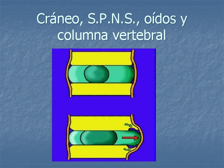 Cráneo, S. P. N. S. , oídos y columna vertebral 