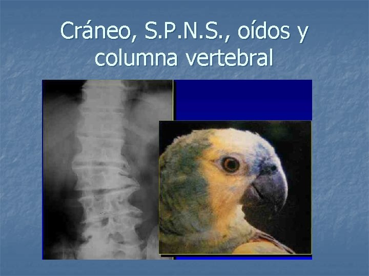 Cráneo, S. P. N. S. , oídos y columna vertebral 