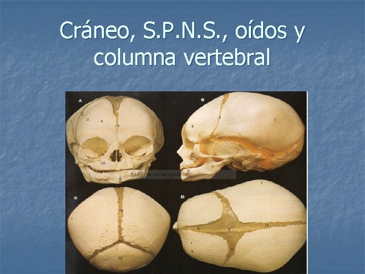 Cráneo, S. P. N. S. , oídos y columna vertebral 