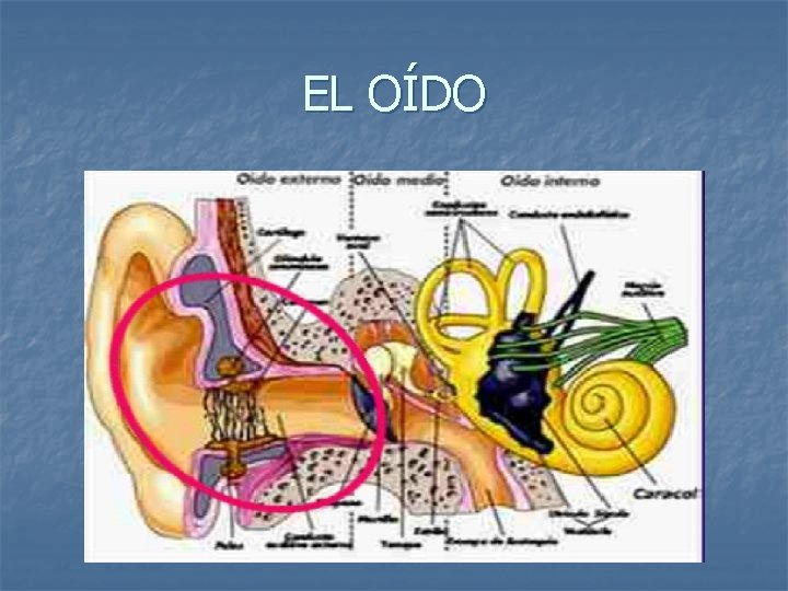 EL OÍDO 