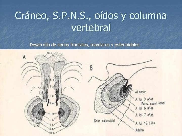 Cráneo, S. P. N. S. , oídos y columna vertebral Desarrollo de senos frontales,