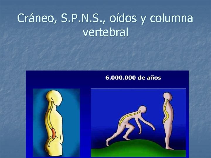 Cráneo, S. P. N. S. , oídos y columna vertebral 