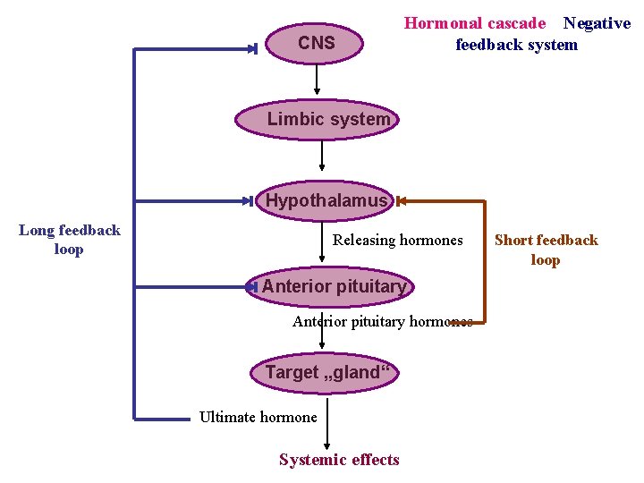 CNS Hormonal cascade Negative feedback system Limbic system Hypothalamus Long feedback loop Releasing hormones