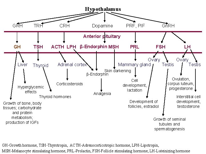 Hypothalamus GRH TRH CRH Dopamine PRF, PIF Gn. RH Anterior pituitary GH Liver TSH