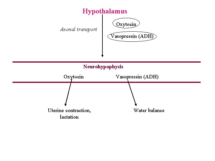 Hypothalamus Axonal transport Oxytocin Vasopressin (ADH) Neurohypophysis Oxytocin Uterine contraction, lactation Vasopressin (ADH) Water