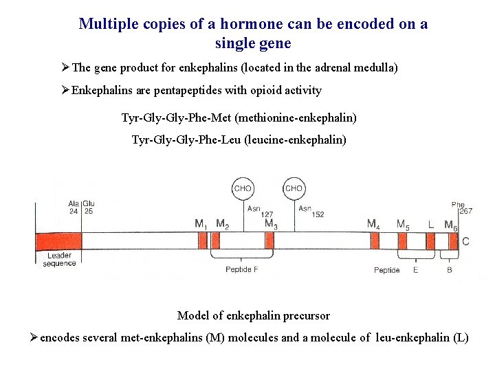 Multiple copies of a hormone can be encoded on a single gene ØThe gene