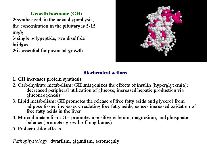Growth hormone (GH) Øsynthesized in the adenohypophysis, the concentration in the pituitary is 5