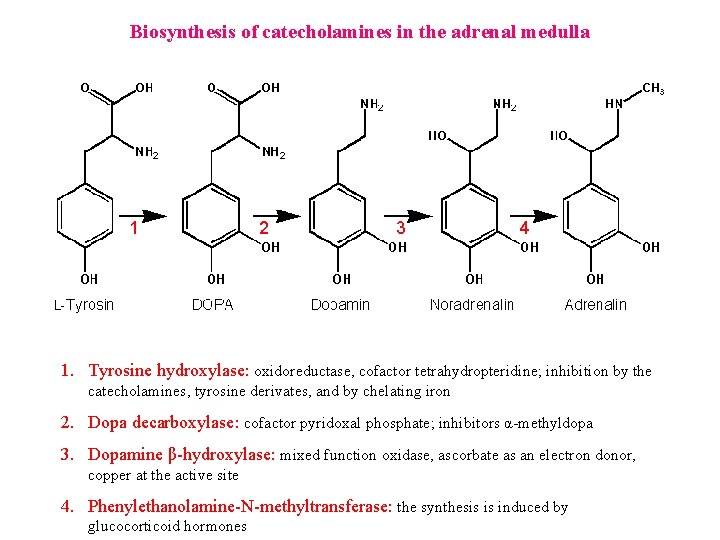 Biosynthesis of catecholamines in the adrenal medulla 1 2 3 4 1. Tyrosine hydroxylase: