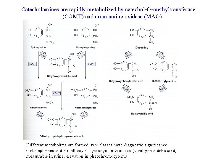 Catecholamines are rapidly metabolized by catechol-O-methyltransferase (COMT) and monoamine oxidase (MAO) Different metabolites are