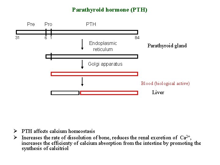 Parathyroid hormone (PTH) Pre 31 Pro PTH 6 1 84 Endoplasmic reticulum Parathyroid gland