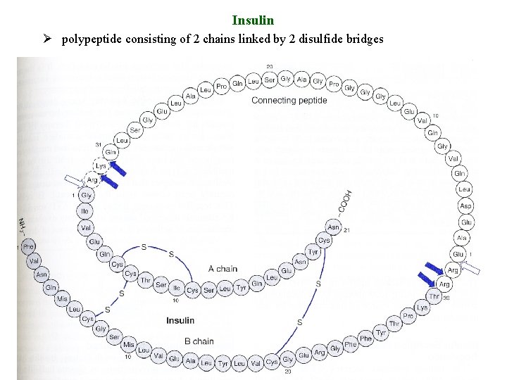 Insulin Ø polypeptide consisting of 2 chains linked by 2 disulfide bridges 