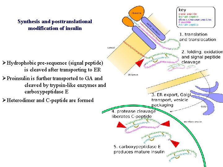 Synthesis and posttranslational modification of insulin ØHydrophobic pre-sequence (signal peptide) is cleaved after transporting