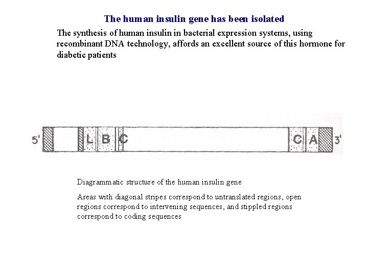 The human insulin gene has been isolated The synthesis of human insulin in bacterial