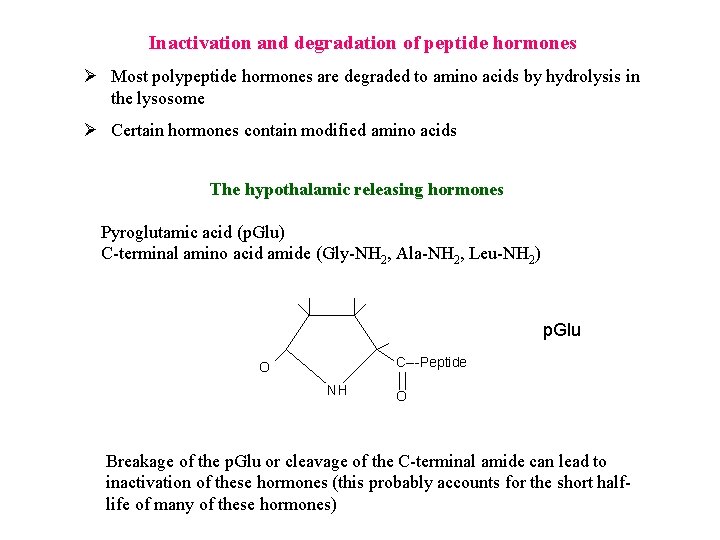 Inactivation and degradation of peptide hormones Ø Most polypeptide hormones are degraded to amino