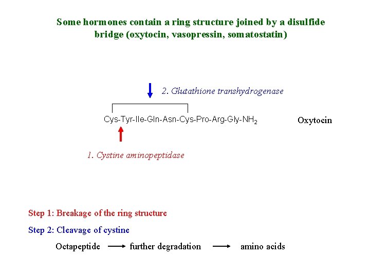 Some hormones contain a ring structure joined by a disulfide bridge (oxytocin, vasopressin, somatostatin)