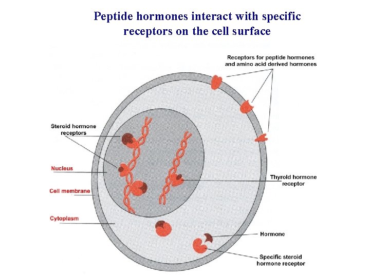 Peptide hormones interact with specific receptors on the cell surface 