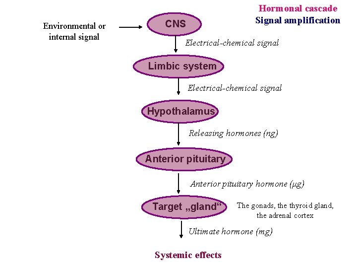 Environmental or internal signal Hormonal cascade Signal amplification CNS Electrical-chemical signal Limbic system Electrical-chemical