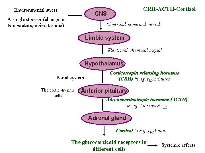 Environmental stress CRH-ACTH-Cortisol CNS A single stressor (change in temperature, noise, trauma) Electrical-chemical signal
