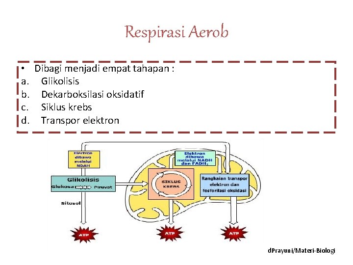 Respirasi Aerob • Dibagi menjadi empat tahapan : a. Glikolisis b. Dekarboksilasi oksidatif c.