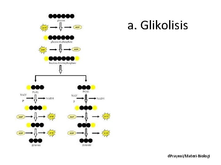 a. Glikolisis d. Prayuni/Materi-Biologi 
