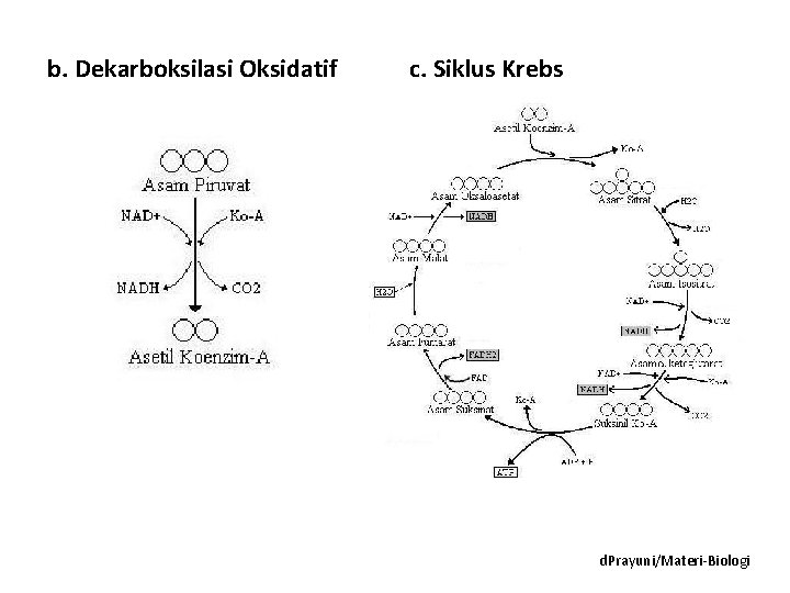 b. Dekarboksilasi Oksidatif c. Siklus Krebs d. Prayuni/Materi-Biologi 