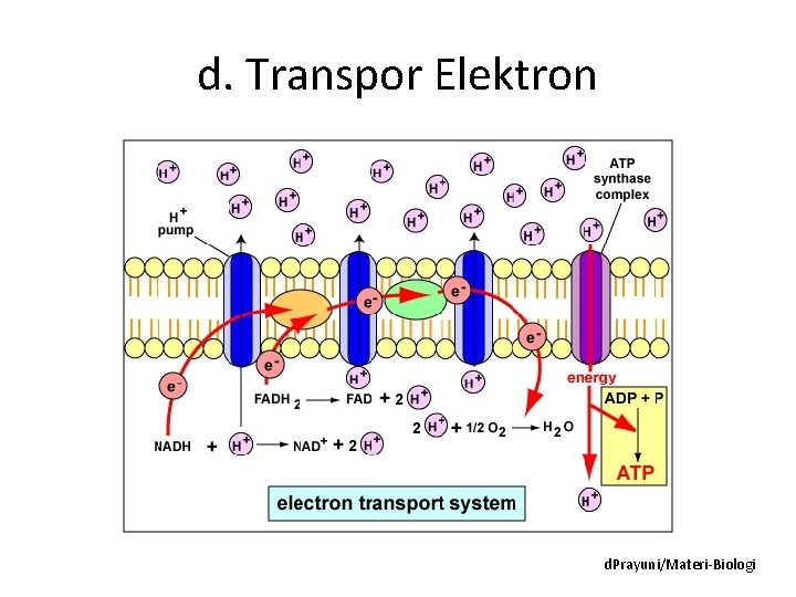 d. Transpor Elektron d. Prayuni/Materi-Biologi 