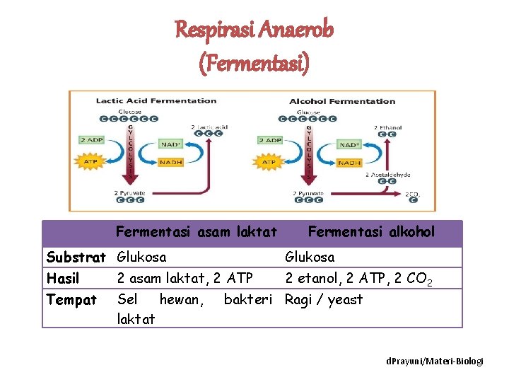 Respirasi Anaerob (Fermentasi) Fermentasi asam laktat Fermentasi alkohol Substrat Glukosa Hasil 2 asam laktat,