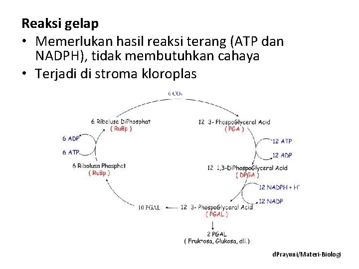 Reaksi gelap • Memerlukan hasil reaksi terang (ATP dan NADPH), tidak membutuhkan cahaya •