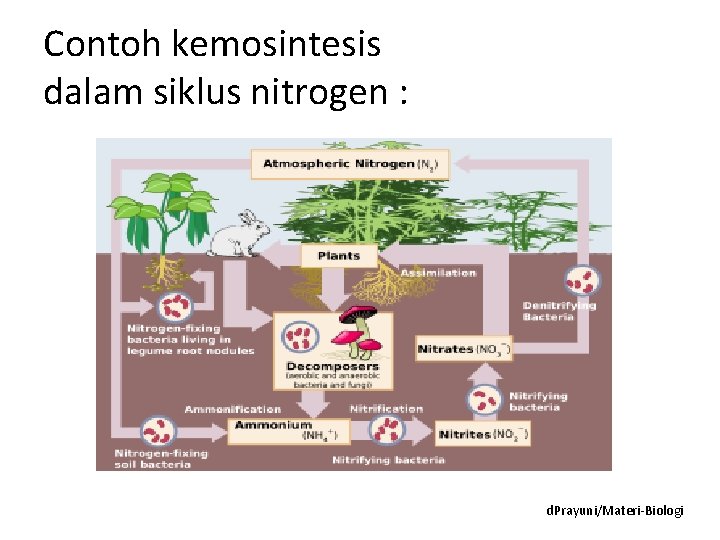Contoh kemosintesis dalam siklus nitrogen : d. Prayuni/Materi-Biologi 