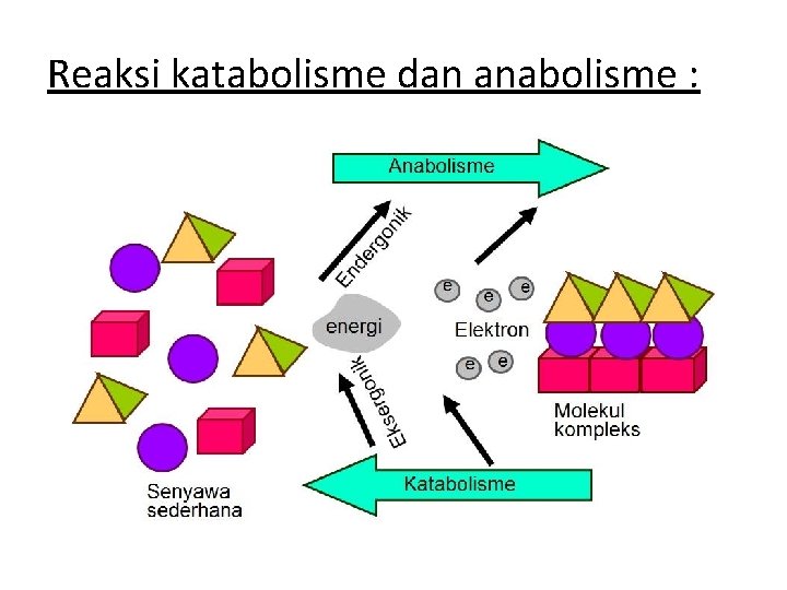 Reaksi katabolisme dan anabolisme : 