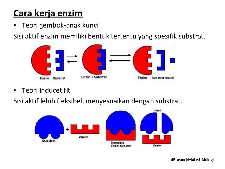 Cara kerja enzim • Teori gembok-anak kunci Sisi aktif enzim memiliki bentuk tertentu yang