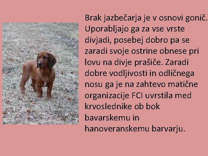 Brak jazbečarja je v osnovi gonič. Uporabljajo ga za vse vrste divjadi, posebej dobro