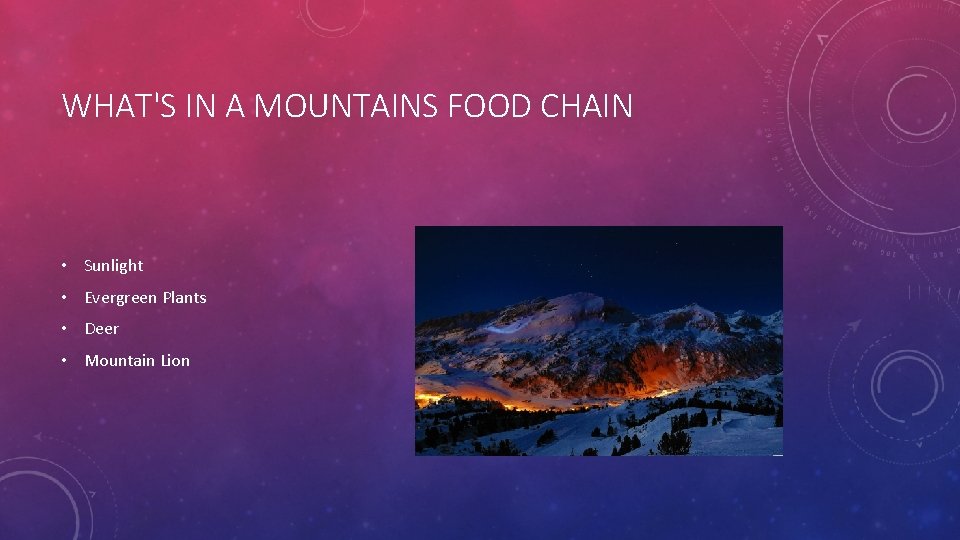 WHAT'S IN A MOUNTAINS FOOD CHAIN • Sunlight • Evergreen Plants • Deer •