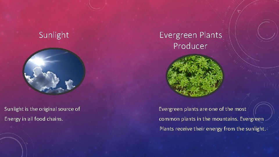  Sunlight Evergreen Plants Producer Sunlight is the original source of Evergreen plants are