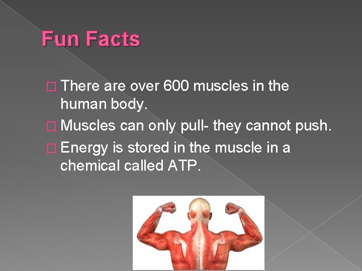 Fun Facts � There are over 600 muscles in the human body. � Muscles