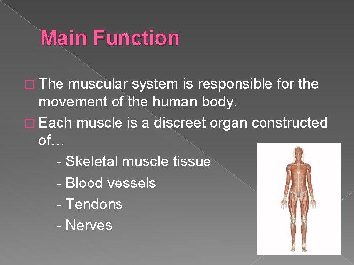 Main Function � The muscular system is responsible for the movement of the human