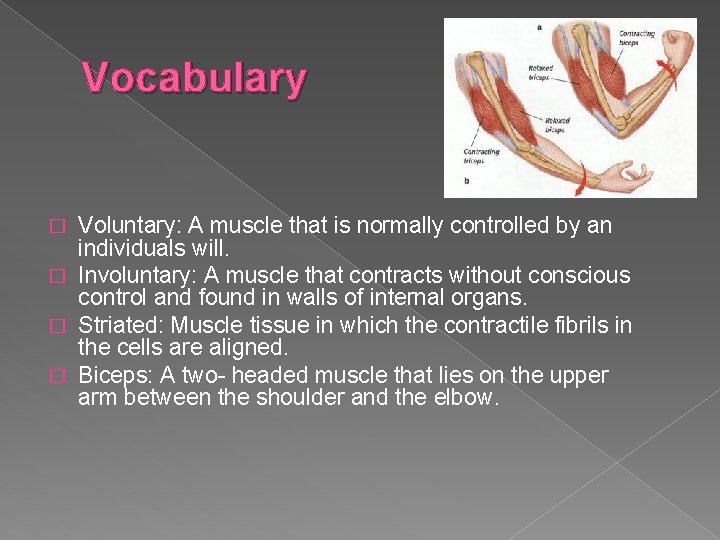 Vocabulary Voluntary: A muscle that is normally controlled by an individuals will. � Involuntary: