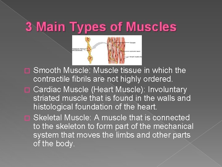3 Main Types of Muscles Smooth Muscle: Muscle tissue in which the contractile fibrils