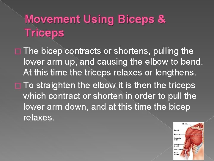 Movement Using Biceps & Triceps � The bicep contracts or shortens, pulling the lower
