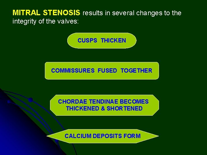 MITRAL STENOSIS results in several changes to the integrity of the valves: CUSPS THICKEN