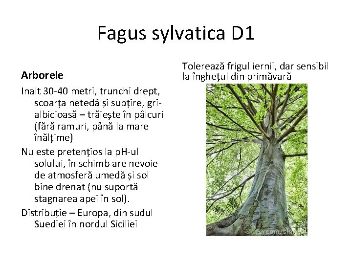 Fagus sylvatica D 1 Arborele Inalt 30 -40 metri, trunchi drept, scoarța netedă și