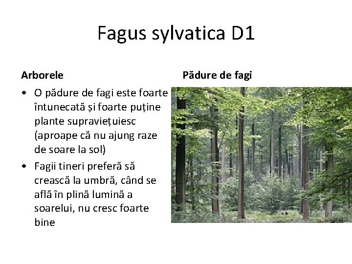 Fagus sylvatica D 1 Arborele • O pădure de fagi este foarte întunecată și
