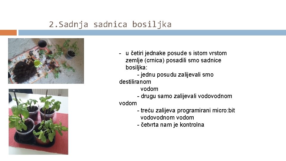 2. Sadnja sadnica bosiljka - u četiri jednake posude s istom vrstom zemlje (crnica)