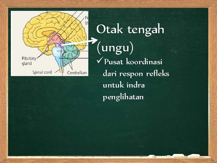 Diensefalon Otak tengah (ungu) üPusat koordinasi dari respon refleks untuk indra penglihatan 