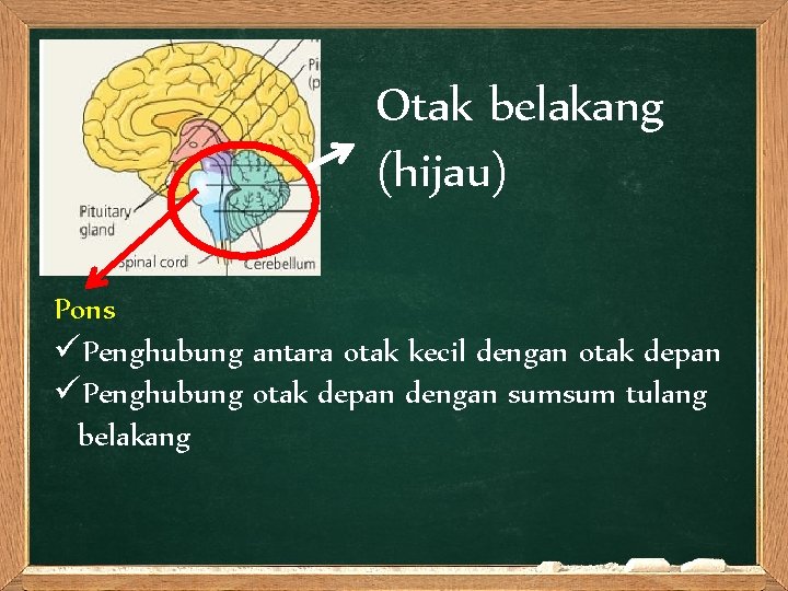 Diensefalon Otak belakang (hijau) Pons üPenghubung antara otak kecil dengan otak depan üPenghubung otak