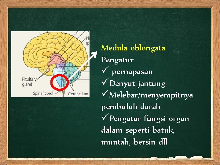 Diensefalon Medula oblongata Pengatur ü pernapasan üDenyut jantung üMelebar/menyempitnya pembuluh darah üPengatur fungsi organ