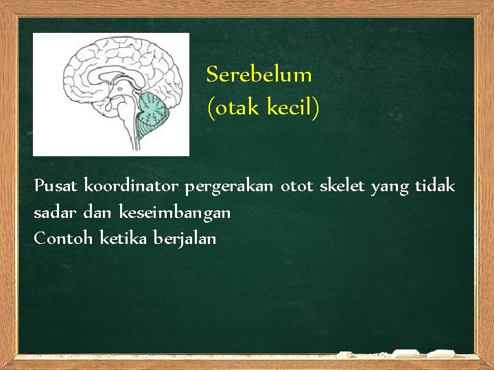 Serebelum (otak kecil) Pusat koordinator pergerakan otot skelet yang tidak sadar dan keseimbangan Contoh