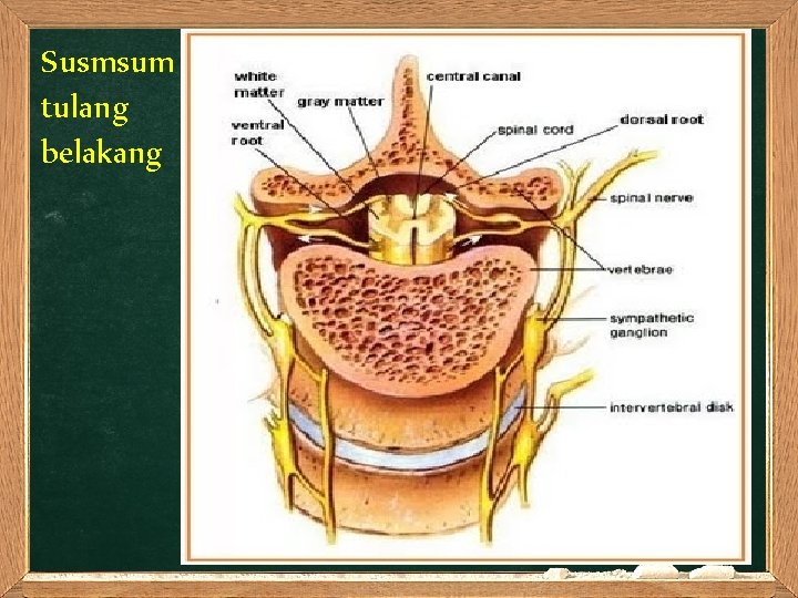 Susmsum tulang belakang 